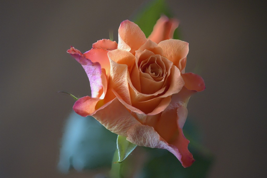 rose_orange3_gt_5032016